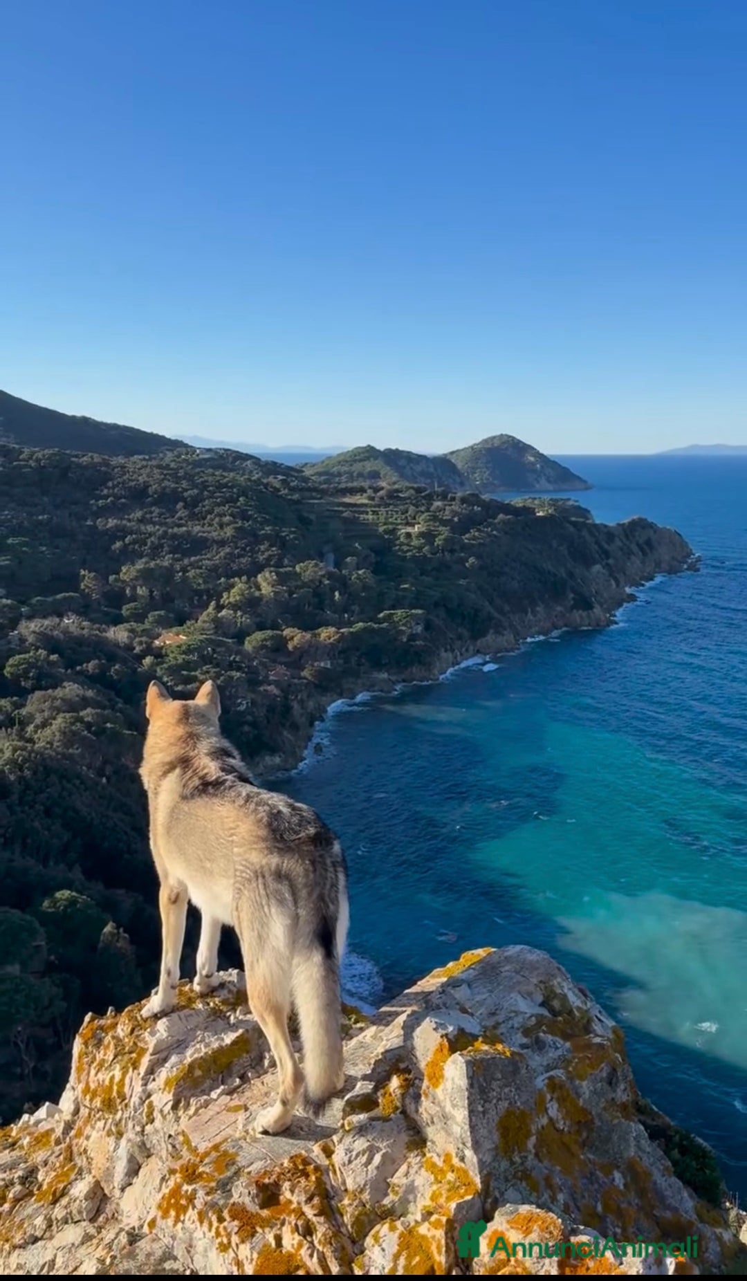 Lupo Cecoslovacco cani in regalo: Vero lupo cecoslovacco 3 anni - Annuncio 6