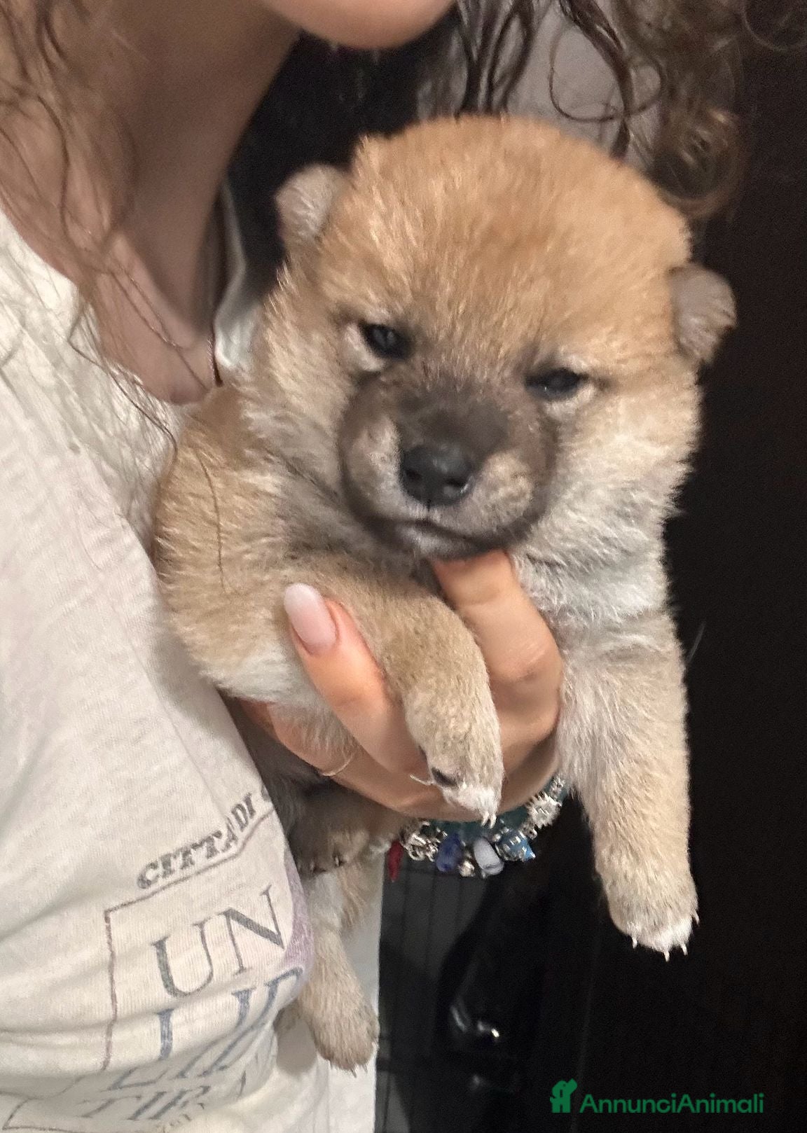 Shiba Inu cani Meravigliosi cuccioli di Shiba Inu - Annuncio 1