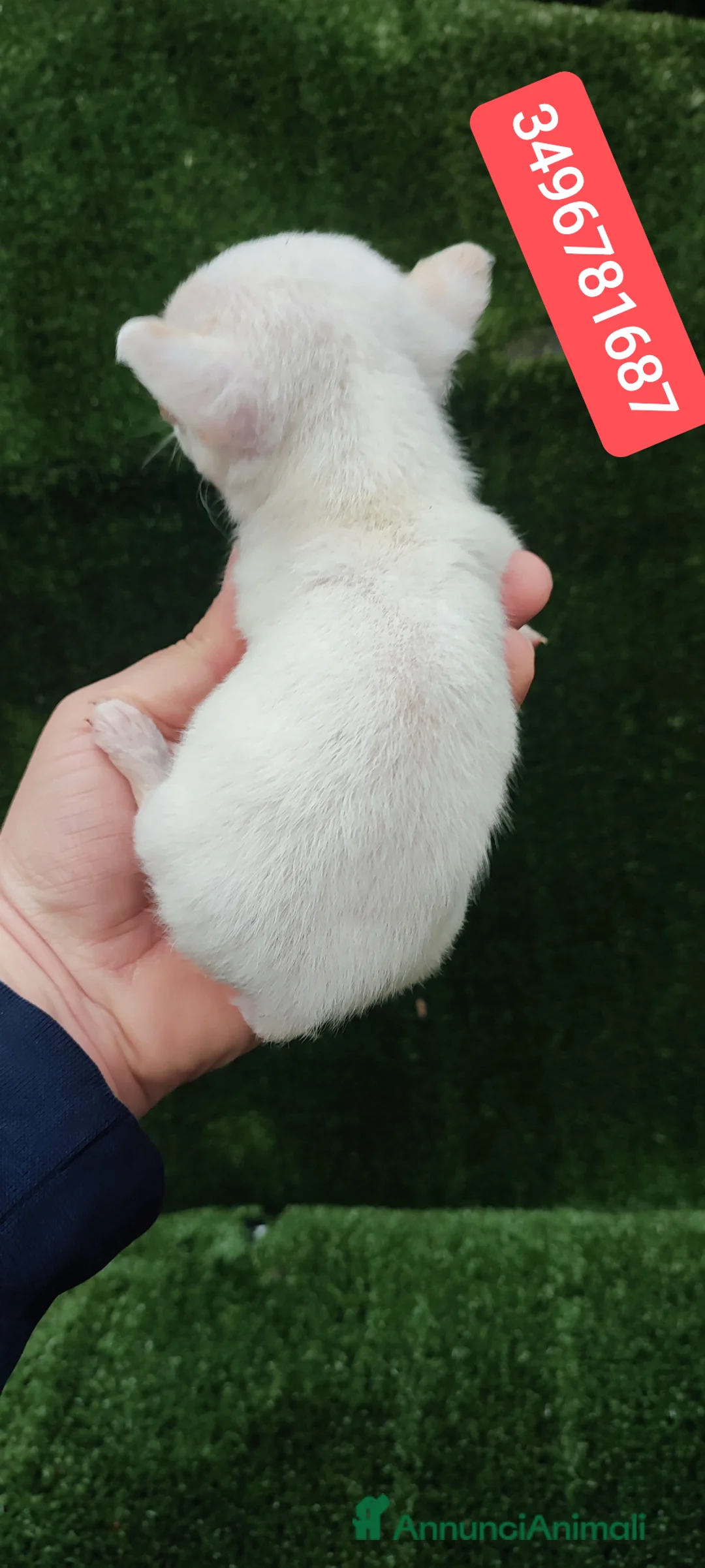 Chihuahua cani in vendita: CHIHUAHUA stupenda cucciolina  - Annuncio 3