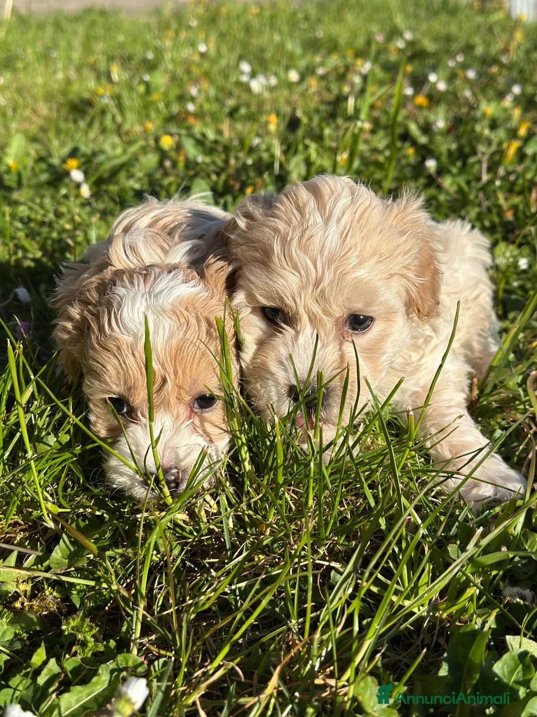 Maltipoo cani in vendita: Cuccioli di Maltipoo - Annuncio 2