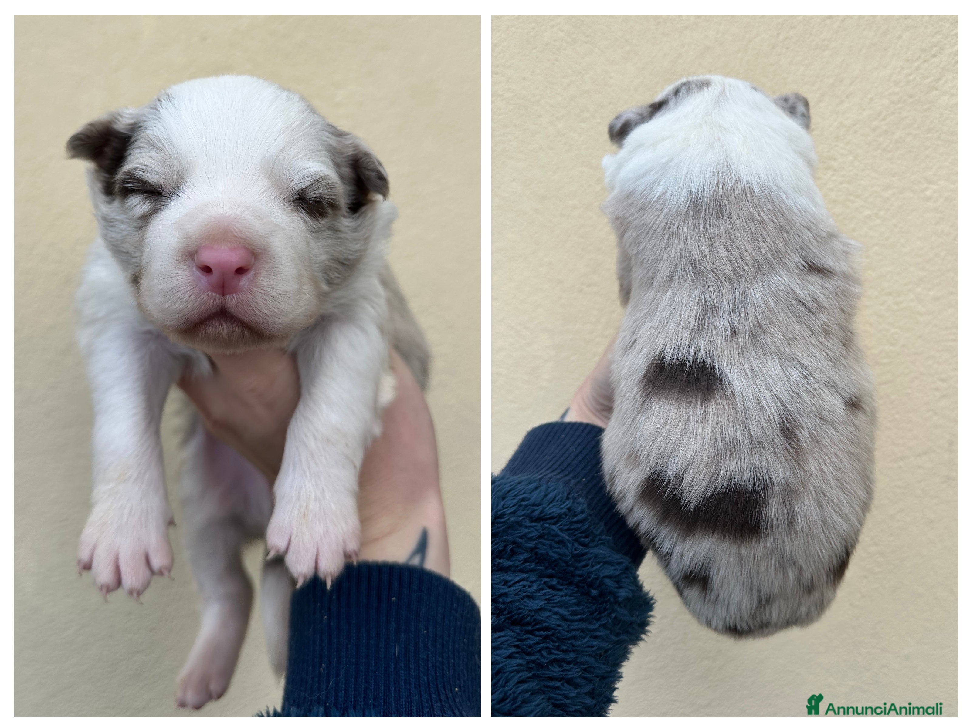 Border Collie cani Cuccioli border collie - Annuncio 2