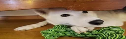 Husky cani in regalo: Noah  a Città Metropolitana di Venezia - Annuncio 4