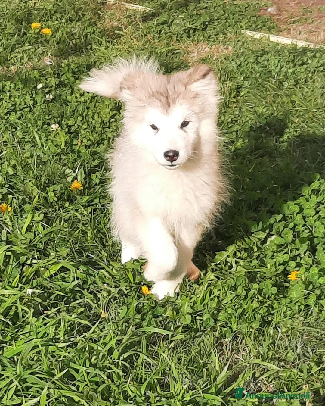 Alaskan Malamute cani in vendita: Alaskan Malamute cucciole - Annuncio 7