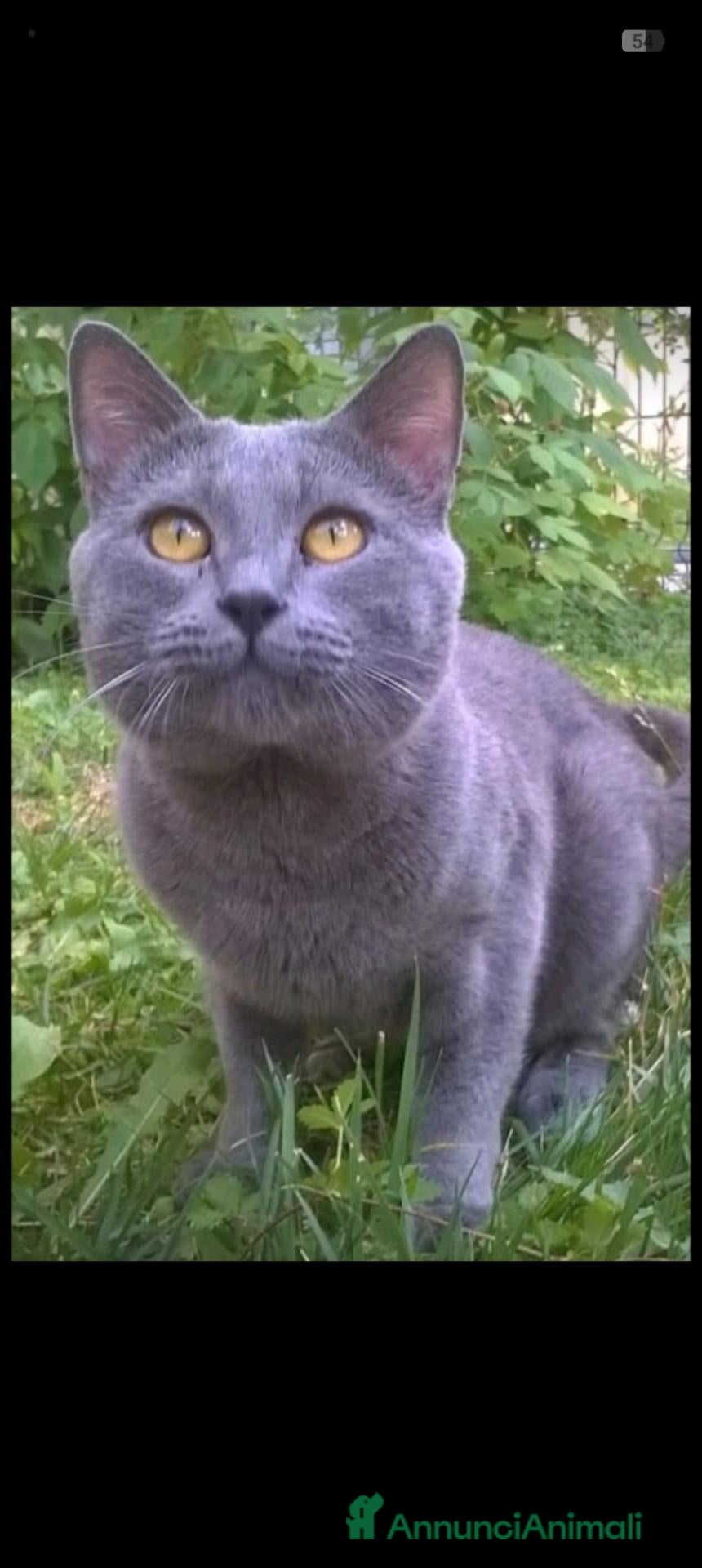 Certosino gatti STALLONE GATTO CERTOSINO X MONTA  - Annuncio 12