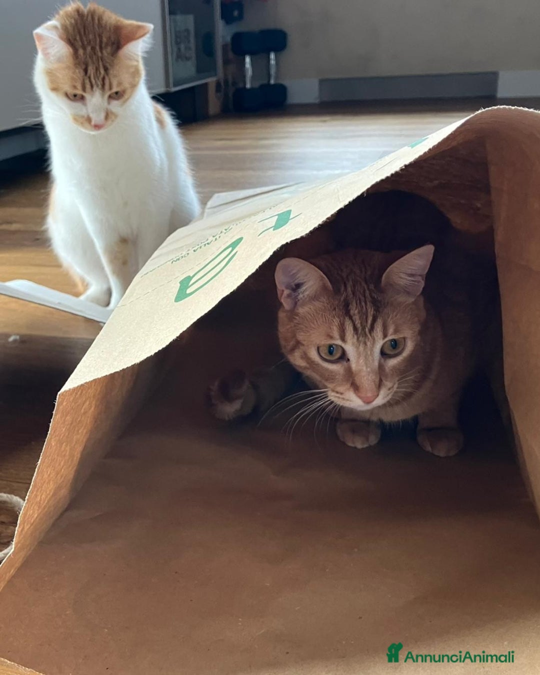 Europeo gatti in regalo: Petra e Miniato dolci rossini  - Annuncio 3