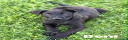 Meticcio cani in regalo: BENNY e SELEN: dolci CUCCIOLI total black!  - Annuncio 6