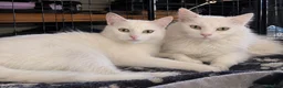 Altre razze gatti in regalo: Nala 5 mesi, femmina - Annuncio 5