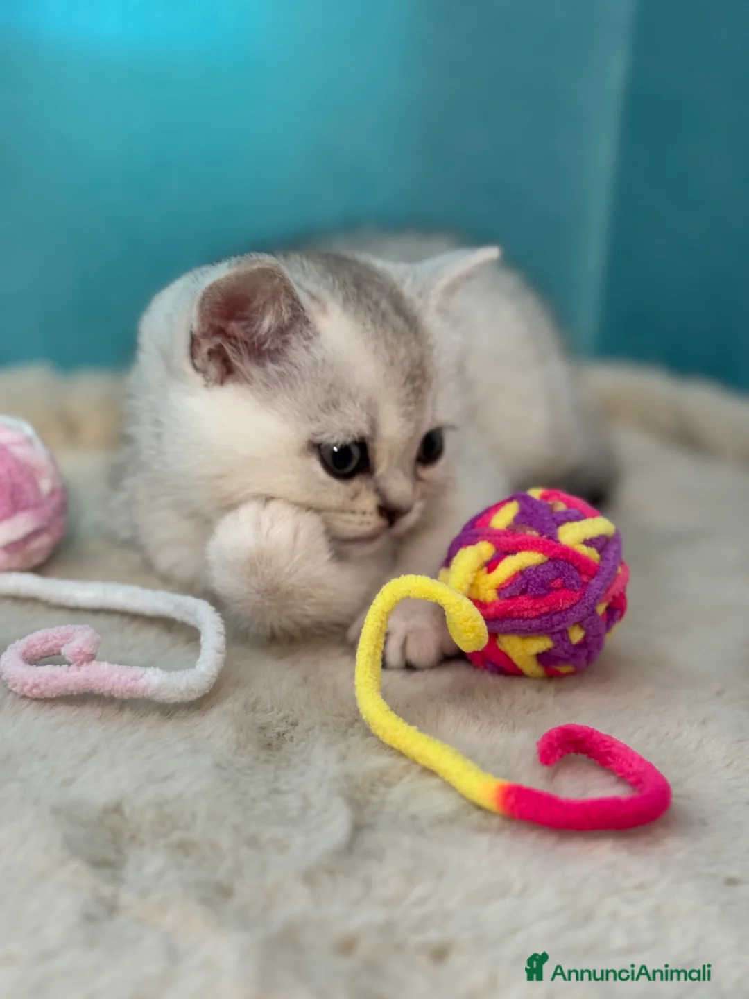 Scottish gatti in vendita: Gatti Scotish Fold e Straight - Annuncio 5