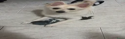 Meticcio cani in vendita: Volpino italiano - Annuncio 2