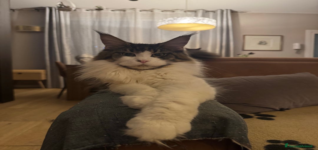 Immagine della galleria {{count}}