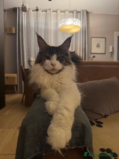 Immagine della galleria {{count}}