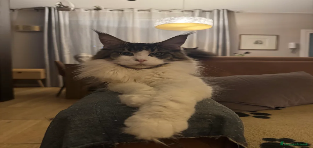 Immagine della galleria {{count}}