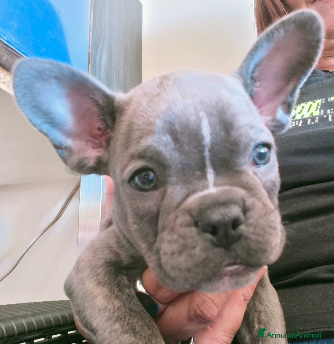 Bulldog Francese cani in vendita: Cuccioli bulldog francese  - Annuncio 7