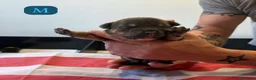 American Bully cani in vendita: CUCCIOLI DI AMERICAN BULLY  - Annuncio 4