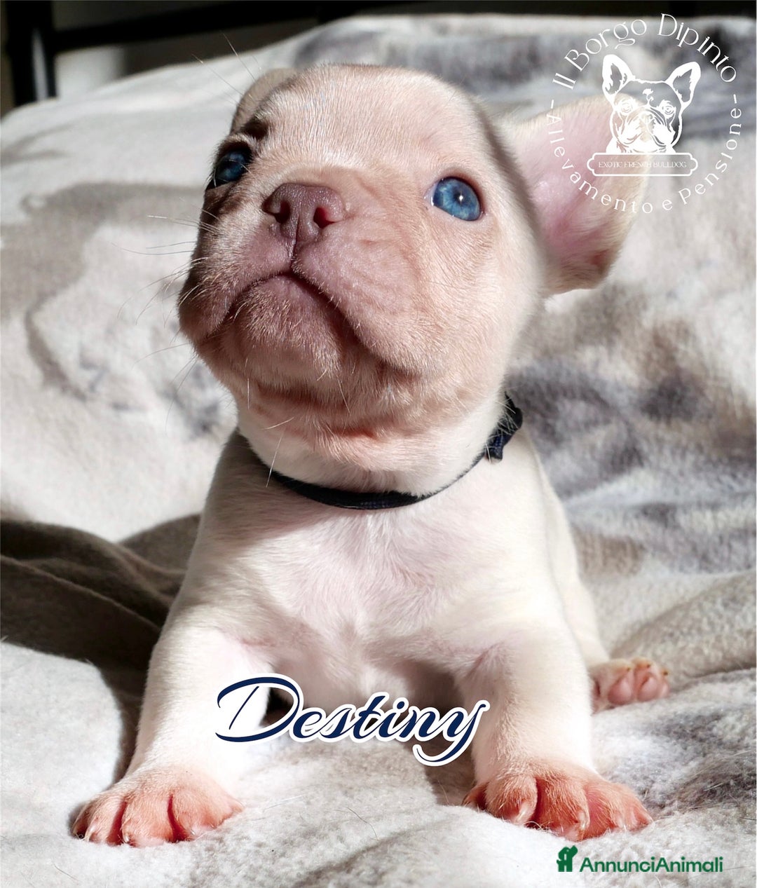 Bulldog Francese cani in vendita: Cuccioli bulldog francese esotico - Annuncio 3
