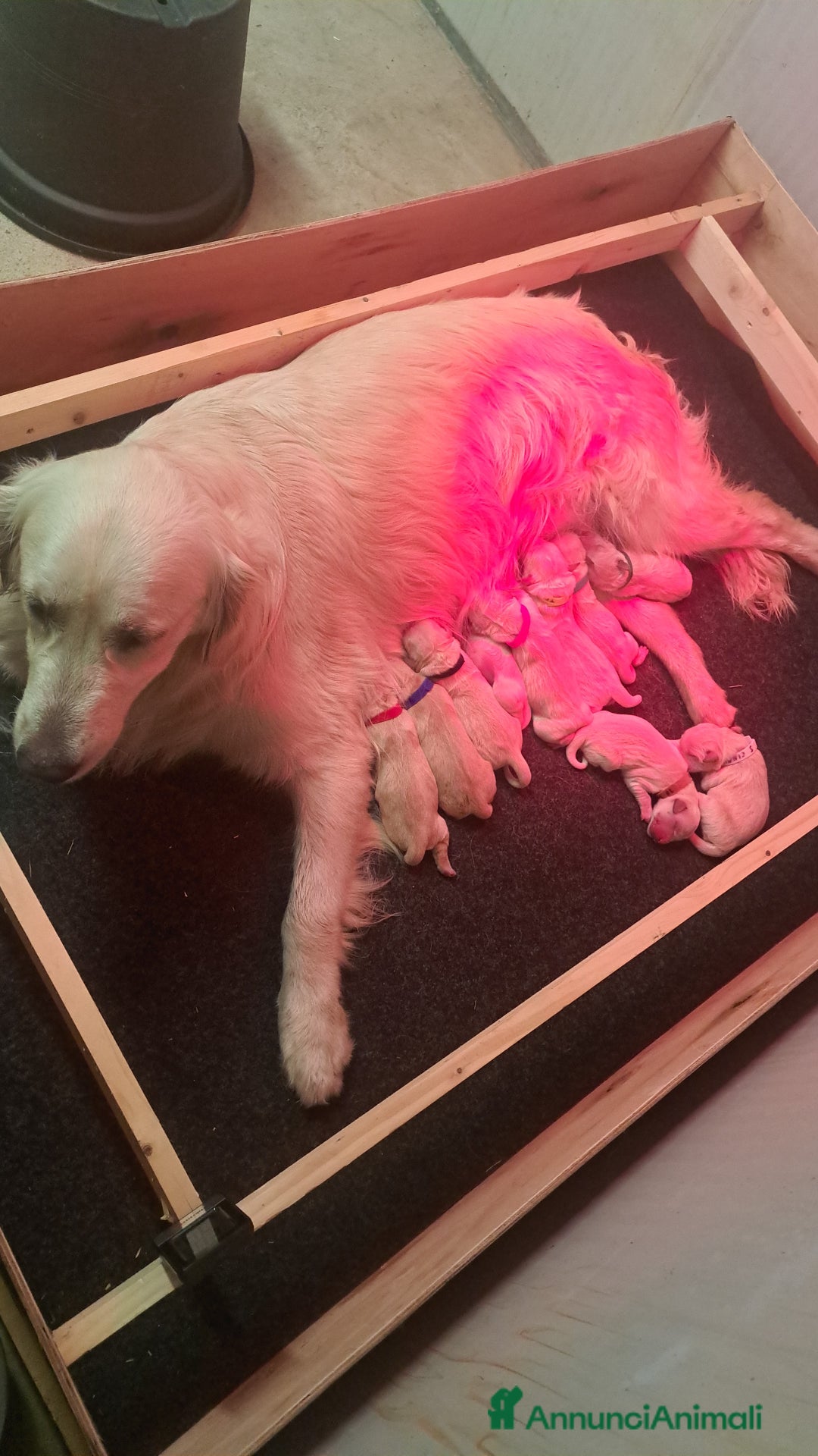 Golden Retriever cani in vendita: Golden retriever  a Provincia di Pavia - Immagine 3