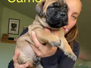 Bullmastiff cani BULLMASTIFF CUCCIOLI - Annuncio 12