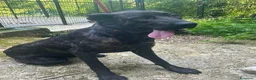 Meticcio cani in regalo: ORSA giovane e socievole - Annuncio 2
