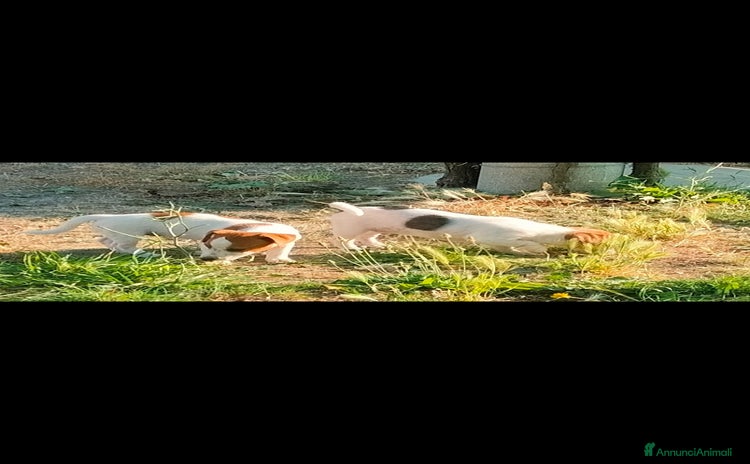 Jack Russell cani a Provincia di Potenza - Annuncio 4