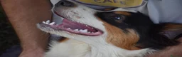 Australian Shepherd cani in vendita: Australian Shepherd pedigree ENCI - Annuncio 31