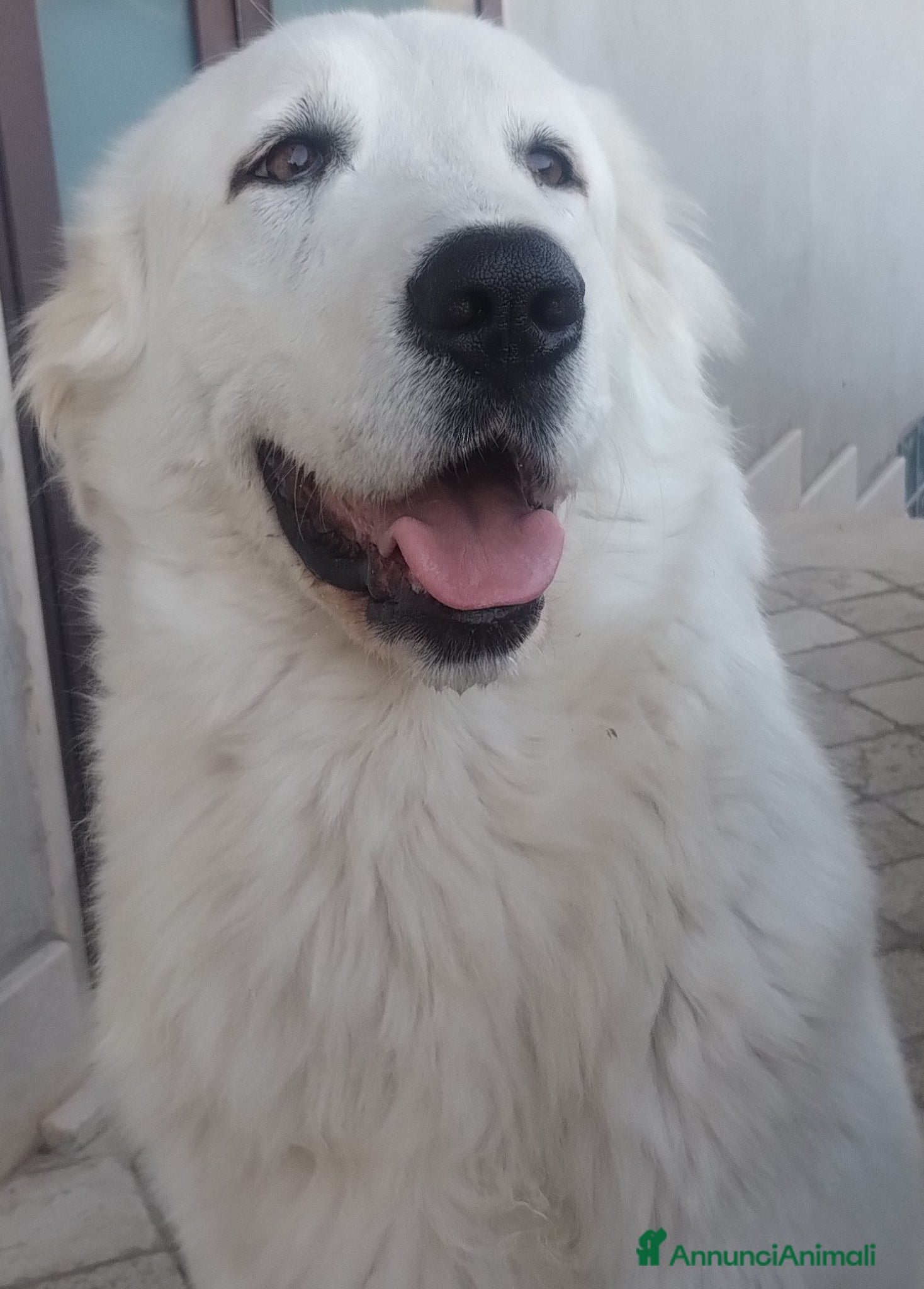 Pastore Maremmano cani cucciole di pastore maremmano - Annuncio 18