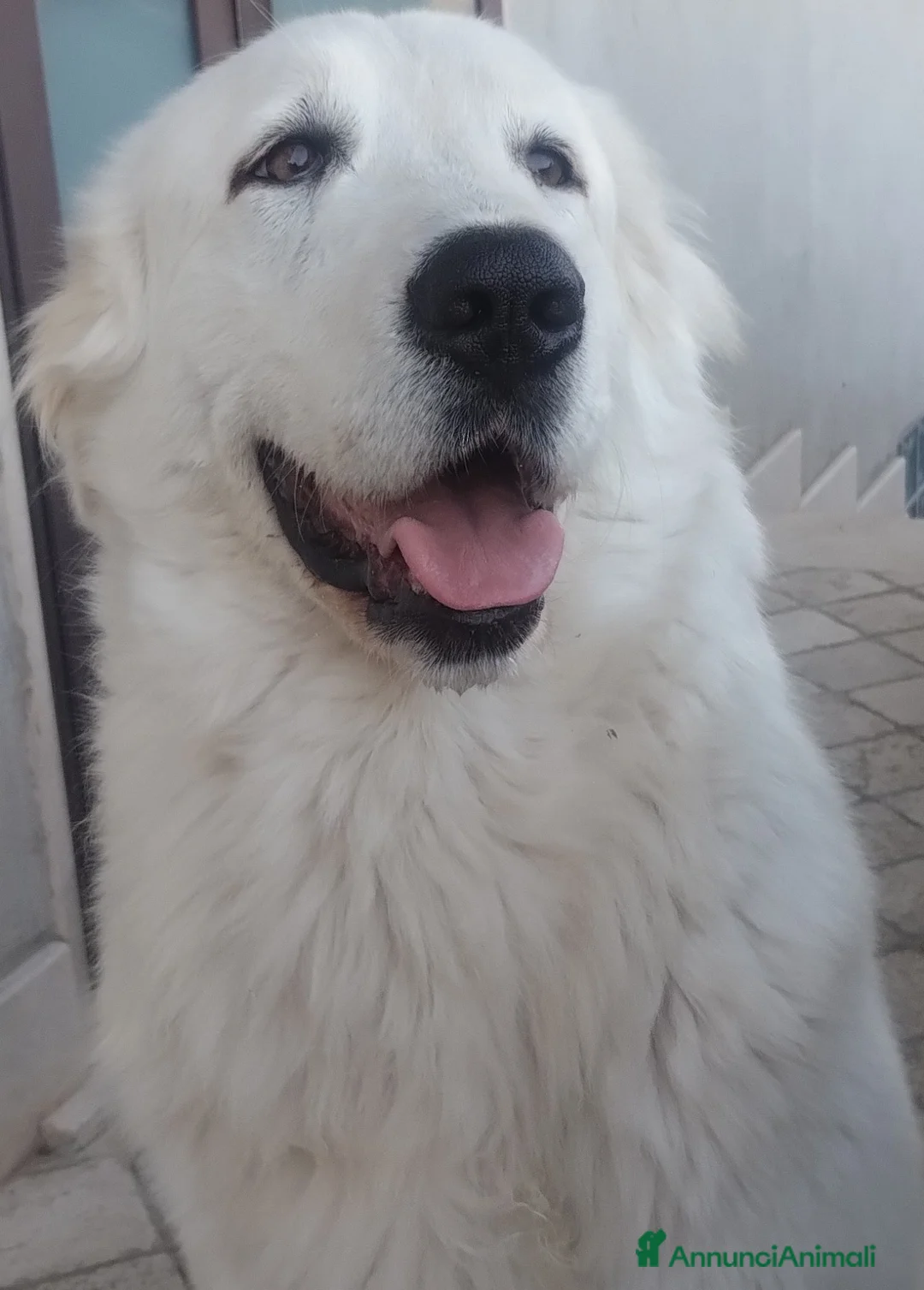 Pastore Maremmano cani in vendita: cucciole di pastore maremmano - Annuncio 1