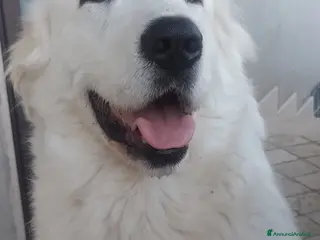 Pastore Maremmano cani cucciole di pastore maremmano - Annuncio 18