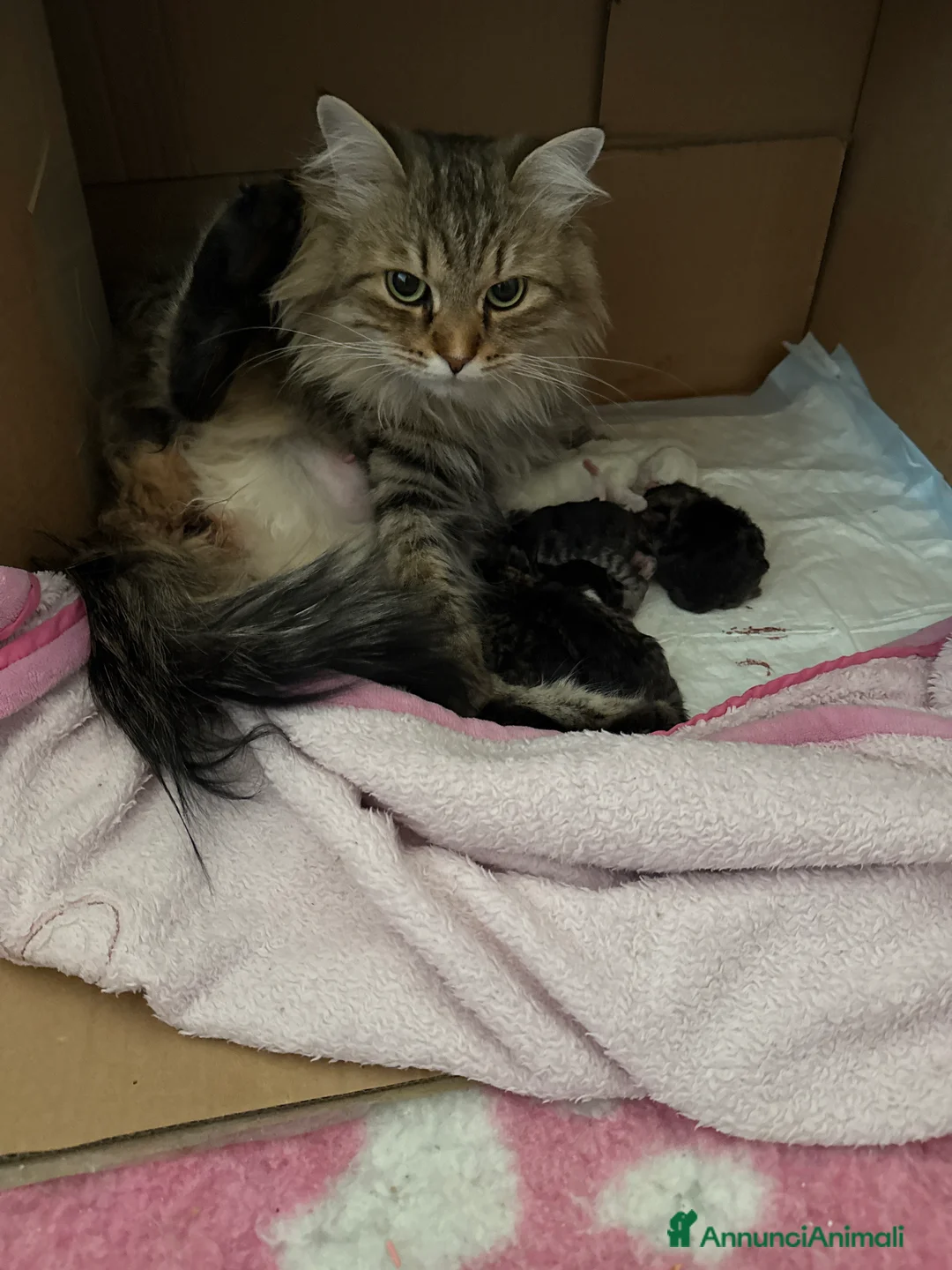 Siberiano gatti in vendita: Gattini siberiani - Annuncio 1