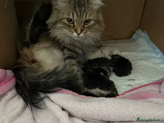 Siberiano gatti Gattini siberiani - Annuncio 7