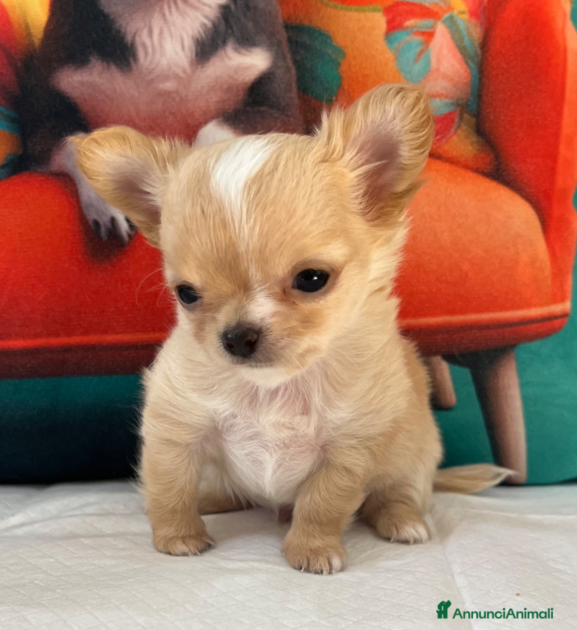 Chihuahua cani Chihuahua mini  - Annuncio 1