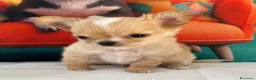 Chihuahua cani in vendita: Chihuahua mini  - Annuncio 1