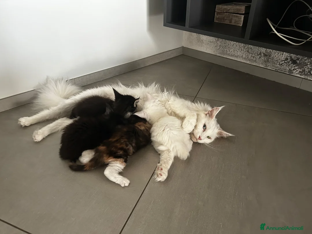 Maine Coon gatti in vendita: Maine Coon con pedigree  - Annuncio 16