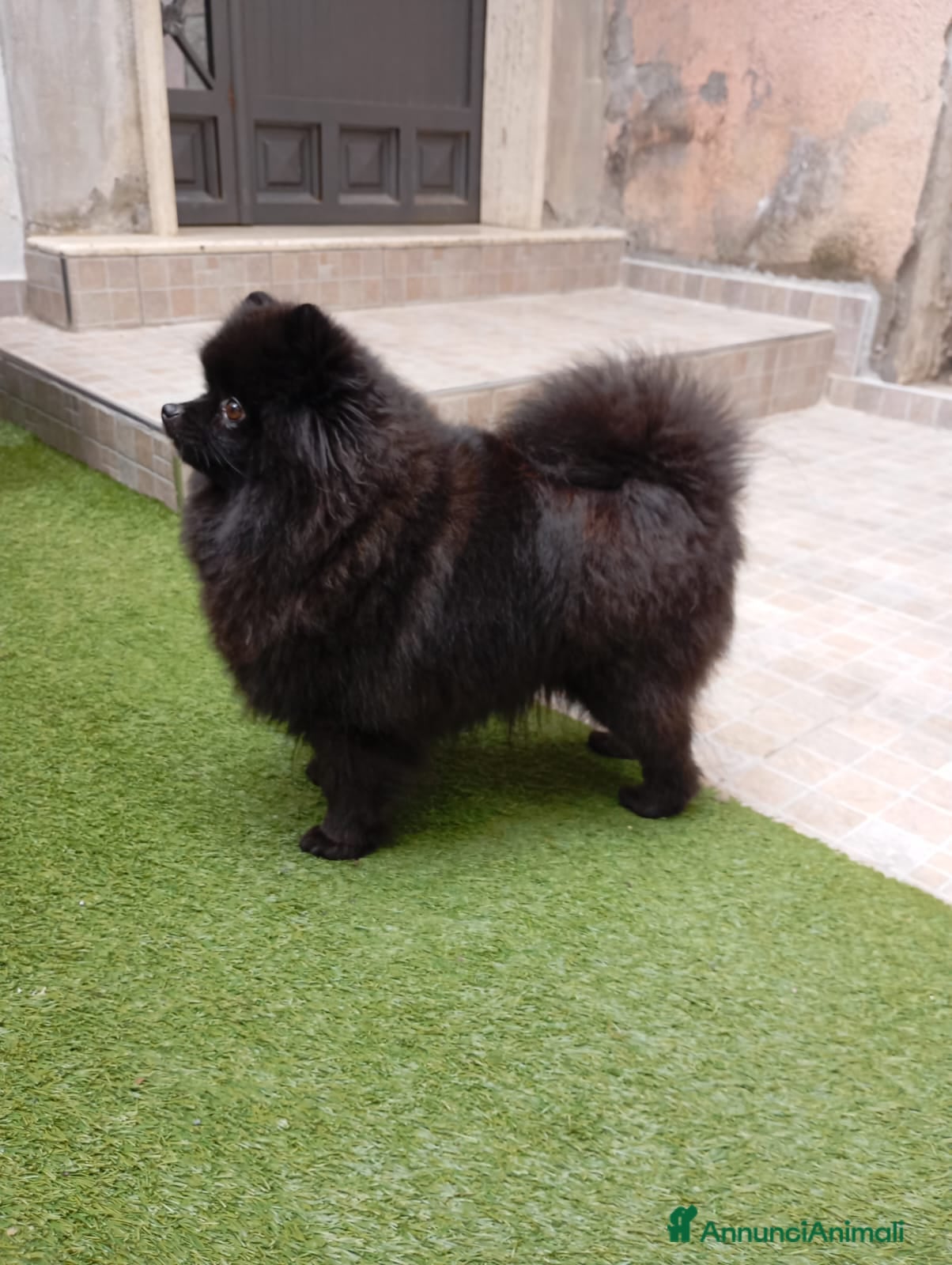 Volpino Pomerania cani Cuccioli di Pomerania con pedigree ENCI  - Annuncio 15