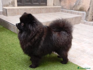 Volpino Pomerania cani Cuccioli di Pomerania con pedigree ENCI - Annuncio 8