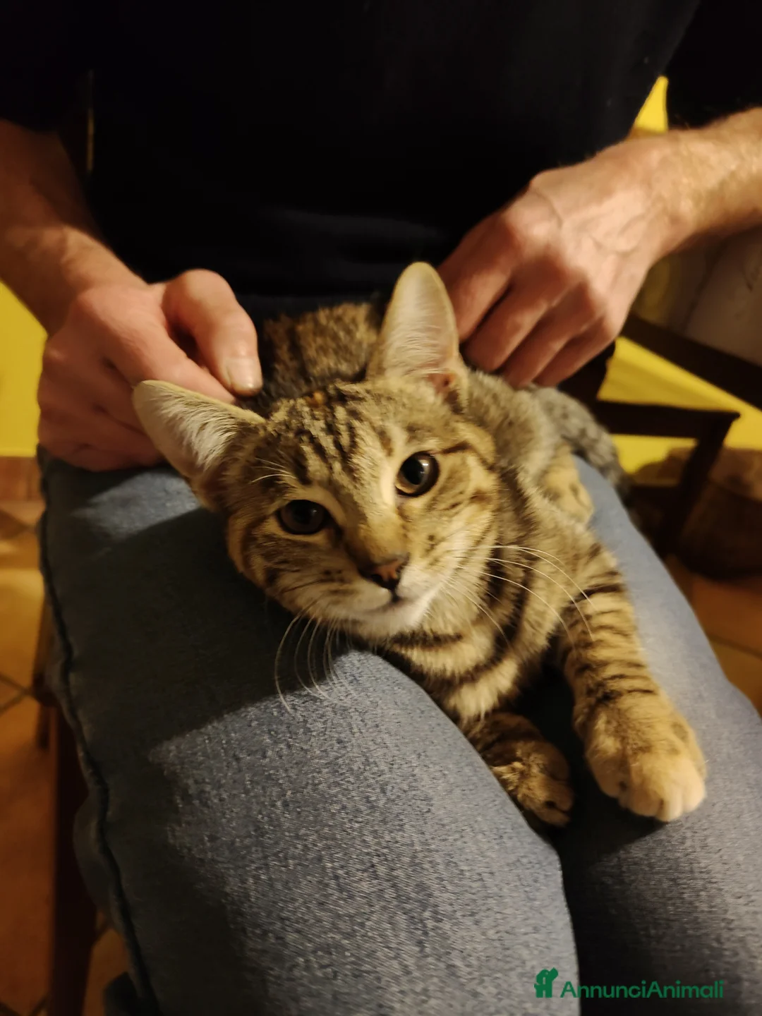 Meticcio gatti in regalo: Micia affettuosa cerca casa - Annuncio 3