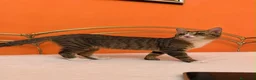 Europeo gatti in regalo: Bella la micina con i calzini - Annuncio 1