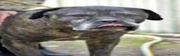 Cane Corso cani in regalo: MAMBO CERCA IL SUO MIRACOLO, ADOZIONE A DISTANZA - Annuncio 4