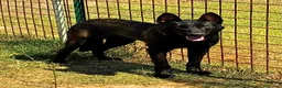 Pastore Belga cani in regalo: CASH e HYDRA pastore belga malinois in adozione - Annuncio 3