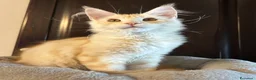 Maine Coon gatti in vendita: Maine Coon  - Annuncio 4