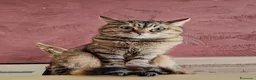 Europeo gatti in regalo: Si danno in adozione a Bari 2 gatte.  a Città Metropolitana di Bari - Annuncio 2