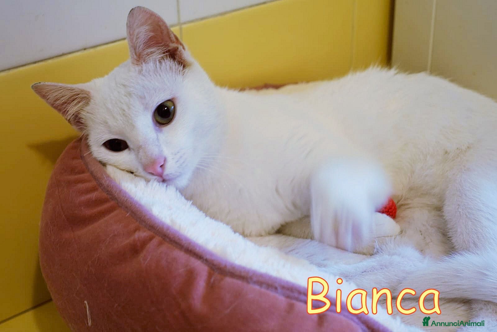 Altre razze gatti BIANCA CERCA IL SUO LIETO FINE 🤍 - Annuncio 19