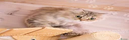 Scottish gatti in vendita: Cuccioli Scottish Fold con Pedigree - Annuncio 2