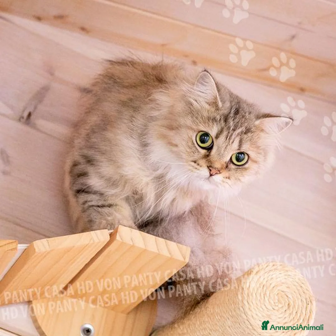 Scottish gatti in vendita: Cuccioli Scottish Fold con Pedigree - Annuncio 2