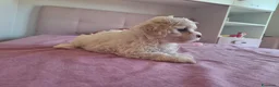 Maltipoo cani in vendita: Dolcissima cucciola di Maltipoo - Annuncio 2