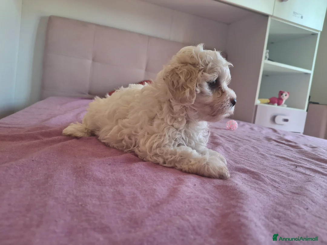 Maltipoo cani in vendita: Dolcissima cucciola di Maltipoo - Annuncio 2