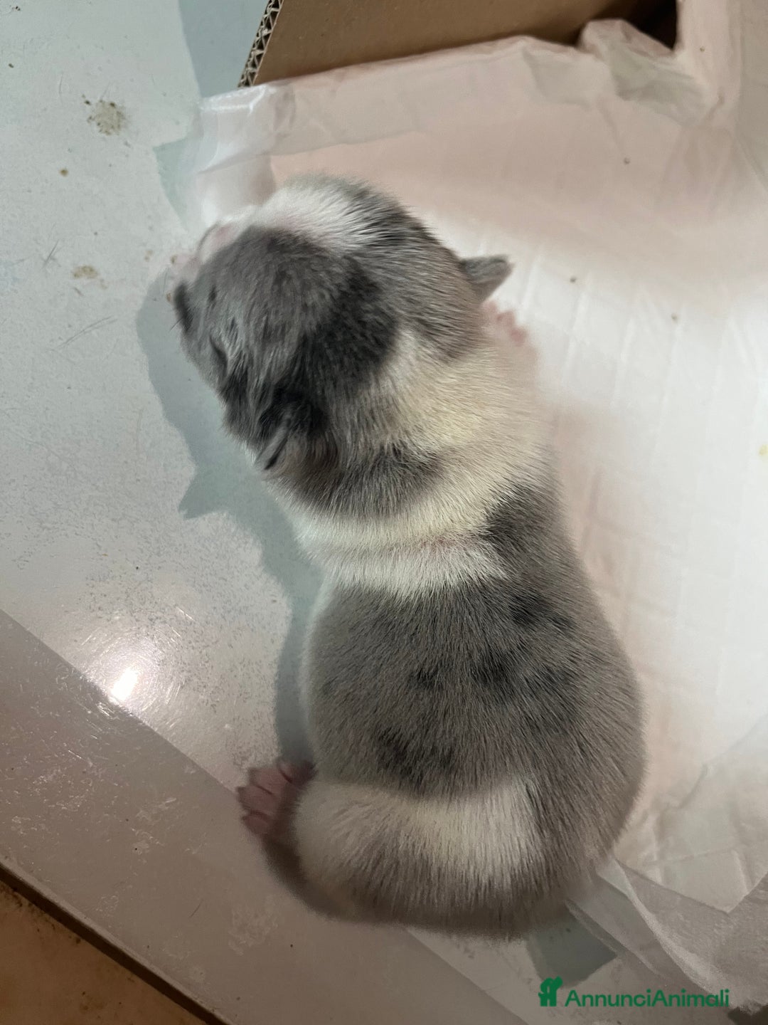 Bulldog Francese cani in vendita: Cuccioli di bulldog francese  a Città Metropolitana di Venezia - Immagine 7