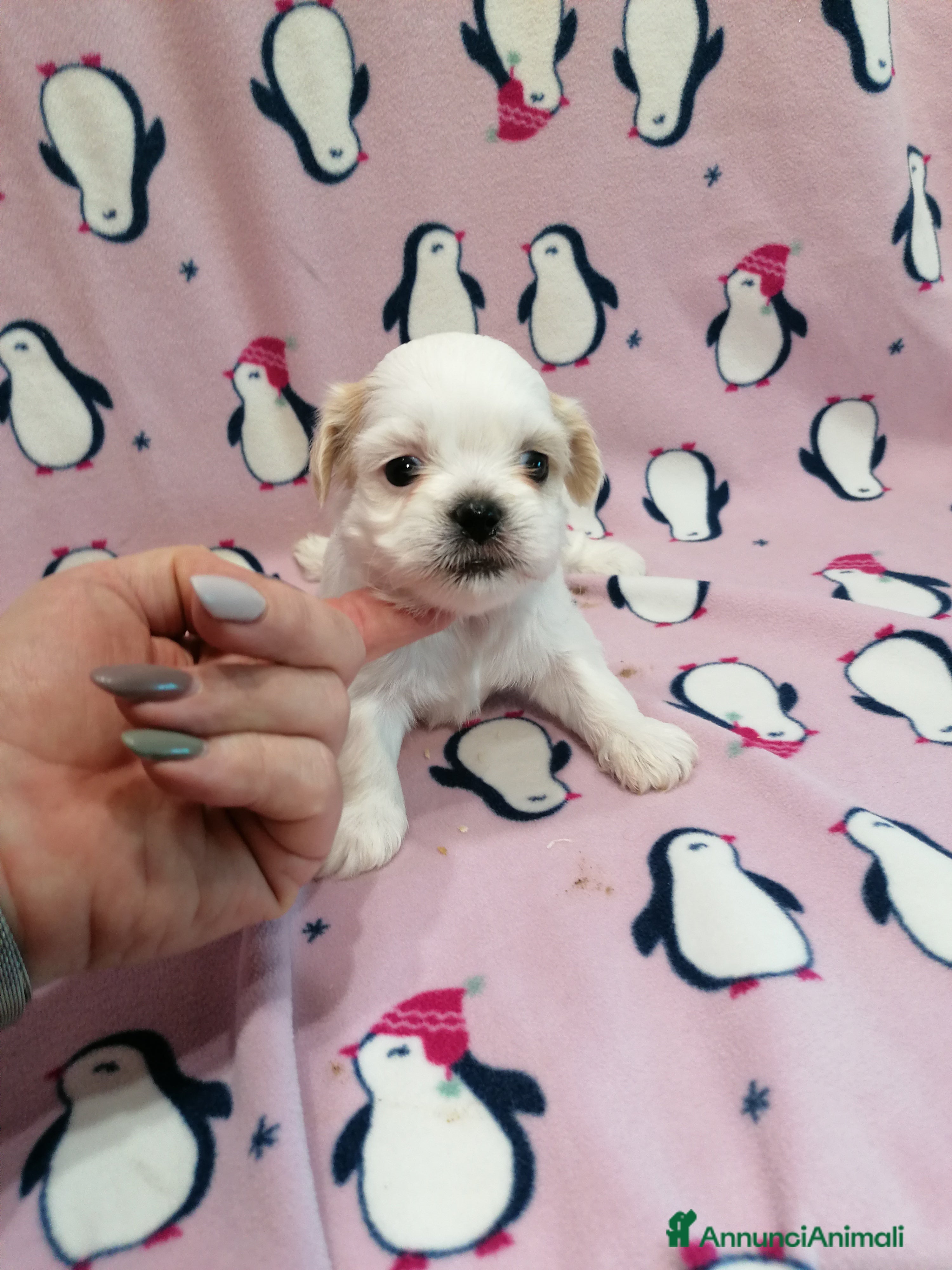 Shih Tzu cani Shih Tzu cuccioli bianchi - Annuncio 12
