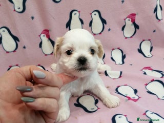 Shih Tzu cani Shih Tzu cuccioli bianchi - Annuncio 19