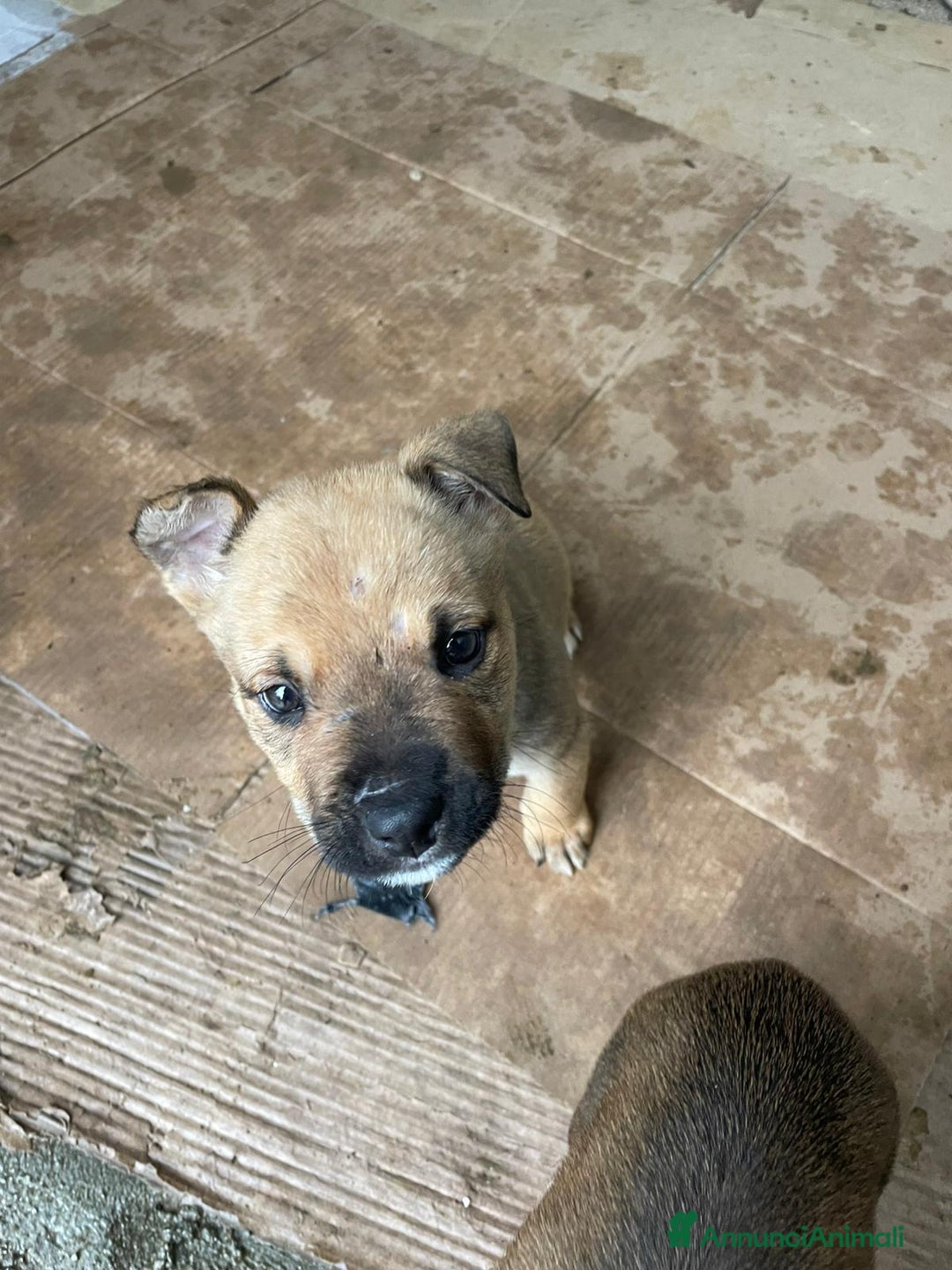 Altre razze cani in regalo: SOS SOS SOS DOCLE CUCCIOLO - Annuncio 1