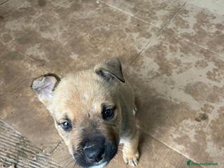 Altre razze cani SOS SOS SOS DOCLE CUCCIOLO - Annuncio 6